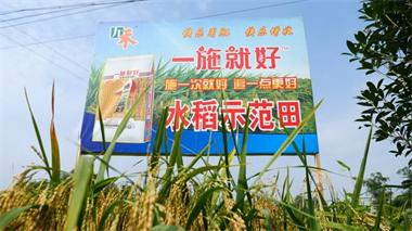 瀘天化九禾公司“一施就好”專用復(fù)合肥水稻試驗(yàn)示范喜獲豐收